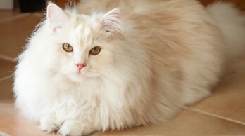 Pronombres - Animales